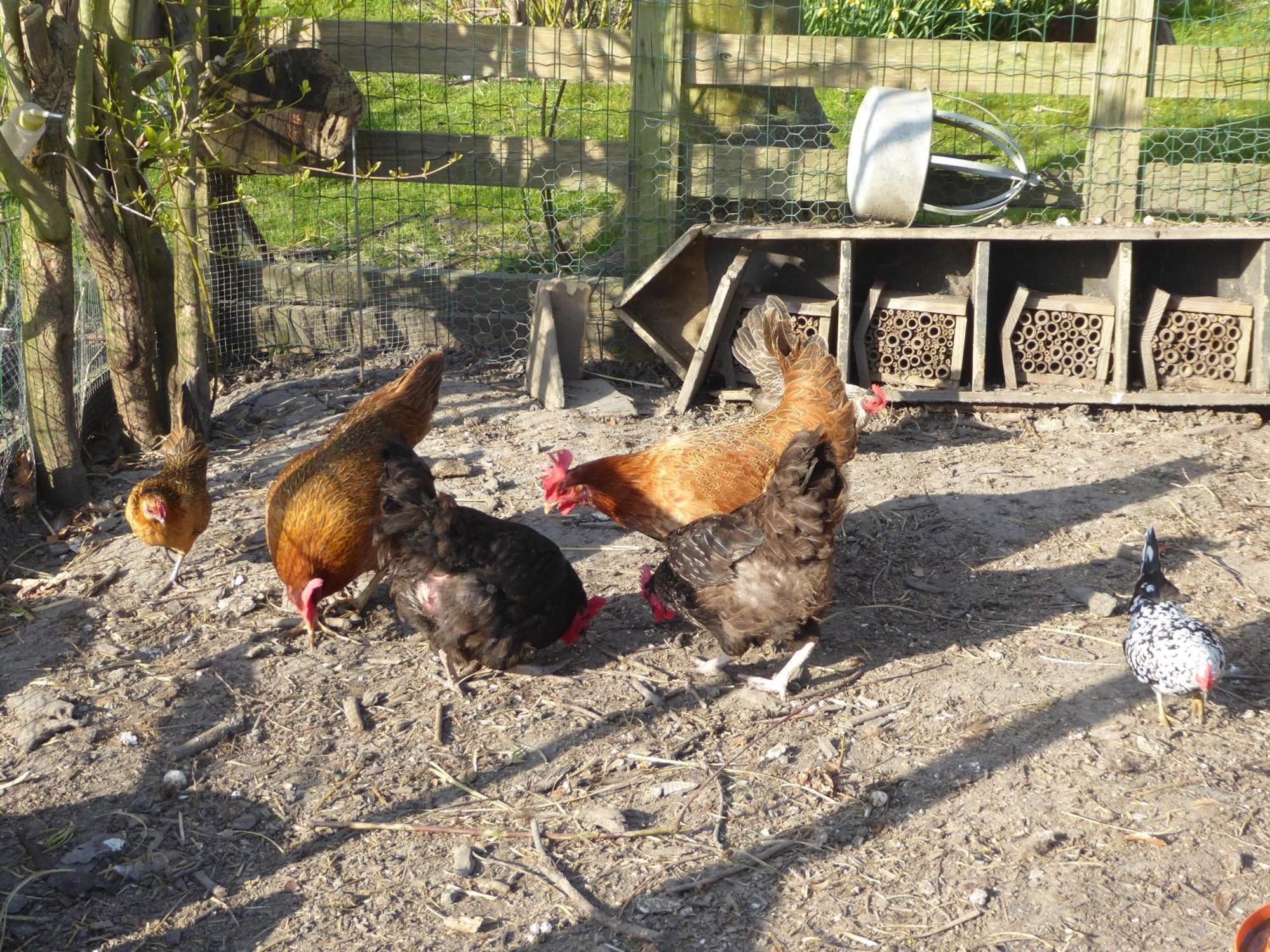 Middenbeemster Beemster Oase Bed & Breakfast エクステリア 写真